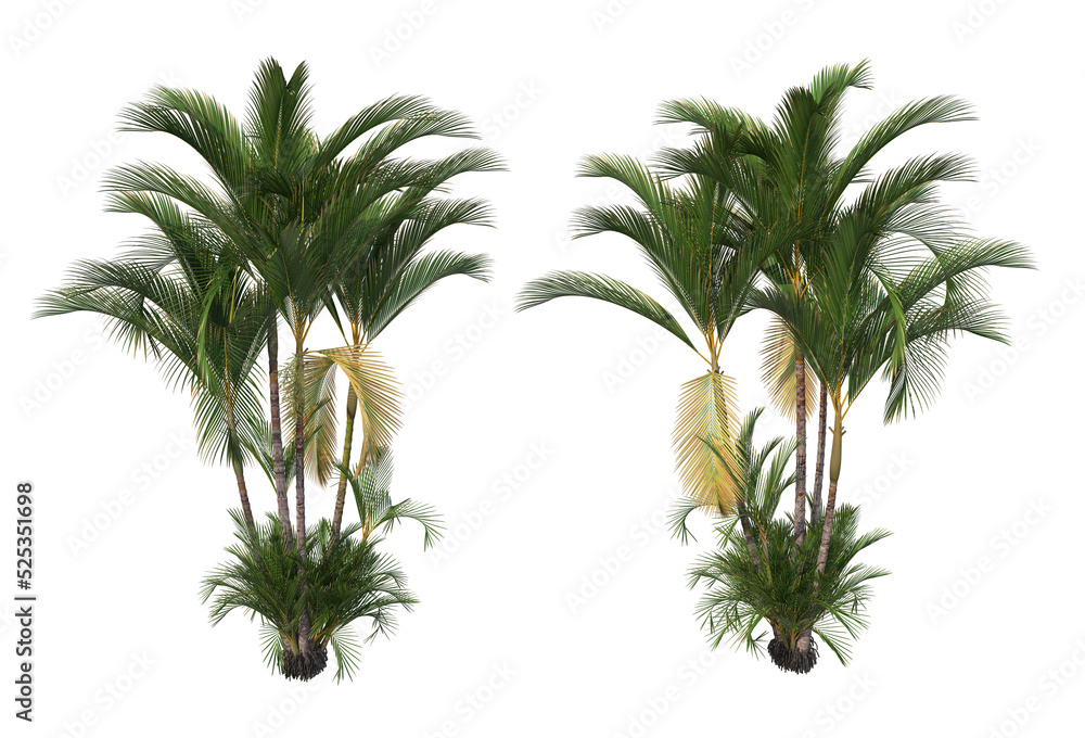 Fototapeta premium Tropical plants on a transparent background 
