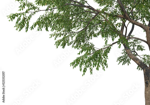 Foreground branch on a transparent background  © jomphon
