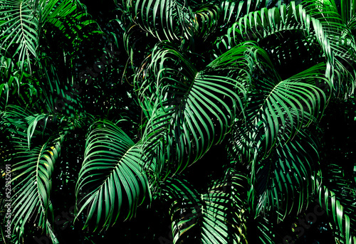 Tropical green leaf texture background