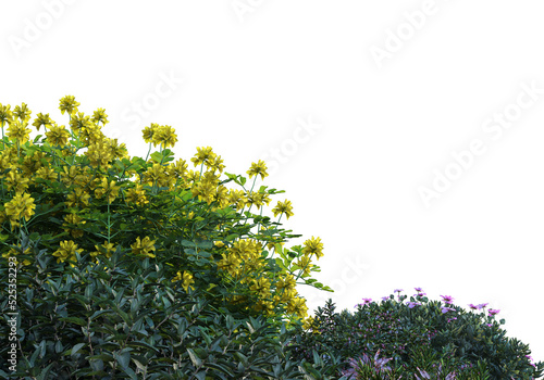 Shrubs and flower on a transparent background 