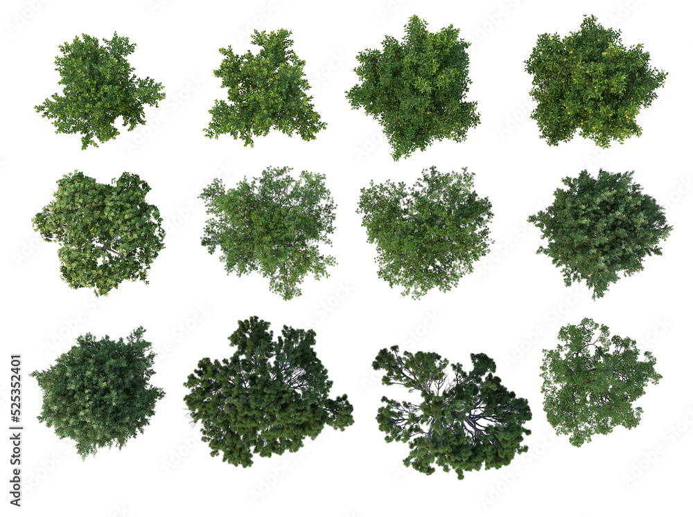 top view Tree on a transparent background
top view Tree on a transparent background
