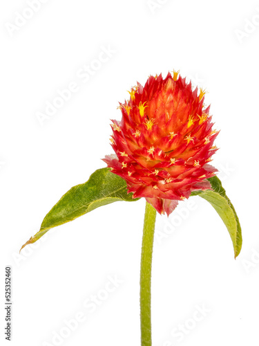 Gomphrena globosa flower, glossy photo