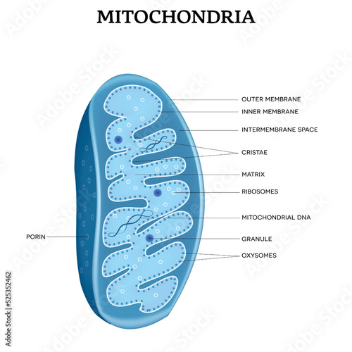Mitochondria close-up structure detailed illustration on a white background photo