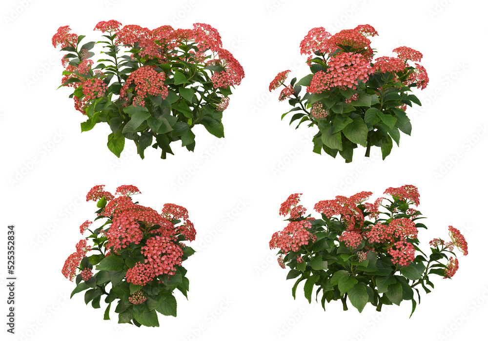 Fototapeta premium Flowers on a transparent background