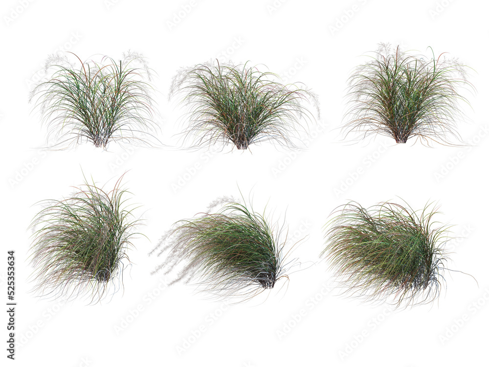 Grass on a transparent background
Grass on a transparent background