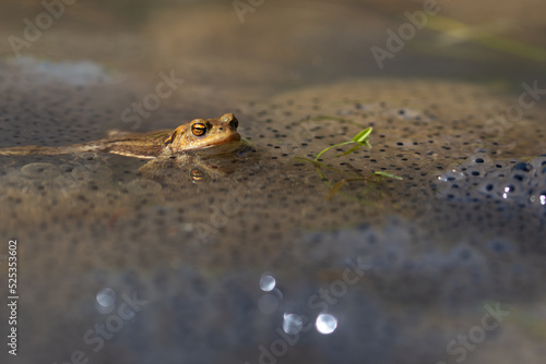 Płazy bezogonowe (Anura), ropucha szara (bufo bufo) na żabim skrzeku (7). photo