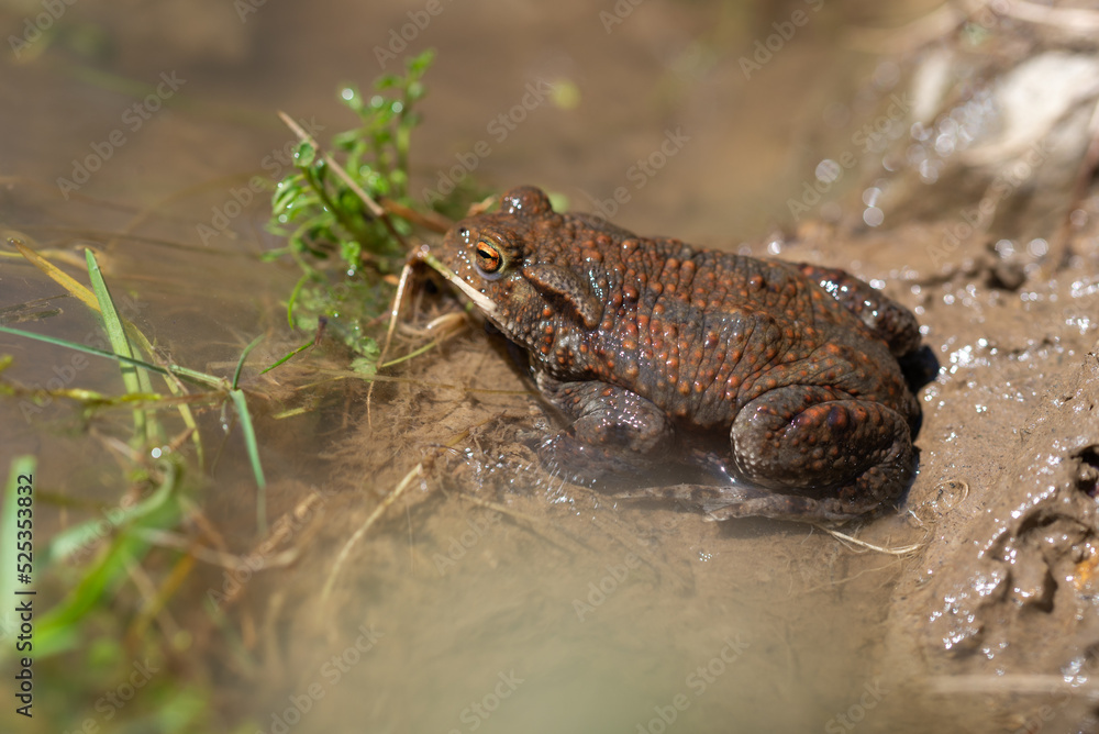 Płazy bezogonowe (Anura), ropucha szara (bufo bufo), środowisko naturalne sadzawka. Płazy bezogonowe (Anura), ropucha szara (bufo bufo), środowisko naturalne sadzawka.