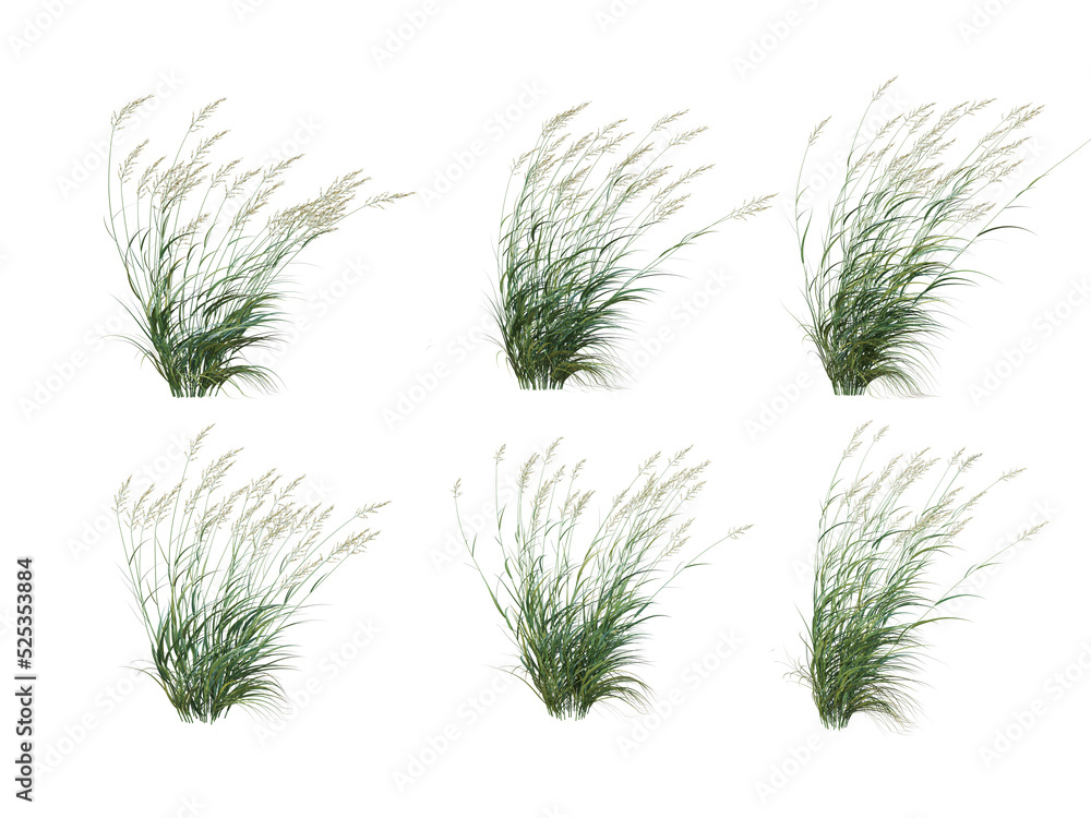 Grass on a transparent background
Grass on a transparent background