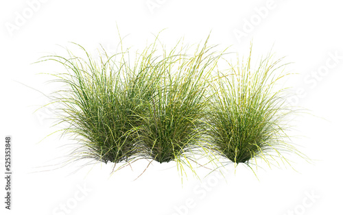Grass on a transparent background 