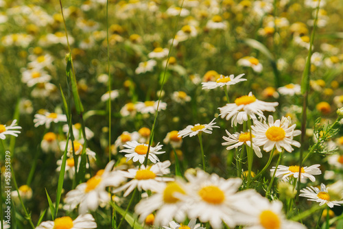 Daisies in meadow. Field of chamomile in summer. Wallpaper of yellow and white flowers. An ideal backplate or backdrop for natural medicine, cosmetics, beauty products presentation. Eco friendly scene