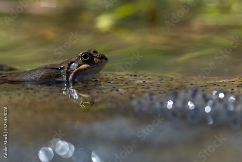 Żaba moczarowa (rana arvalis), płazy bezogonowe (Anura), żaba w wodzie siedząca na skrzeku (5) © Grzegorz