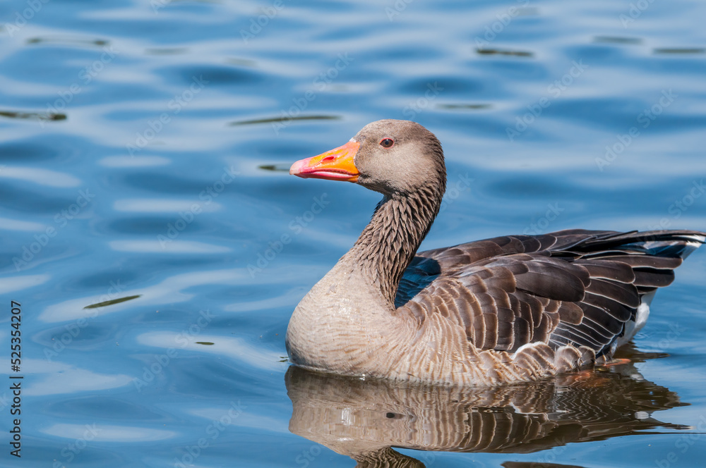 Greylag Goose (Anser anser) in park, Germany Greylag Goose (Anser anser) in park, Germany