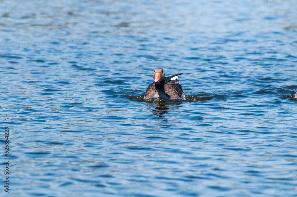 Fototapeta premium Greylag Goose (Anser anser) in park, Germany