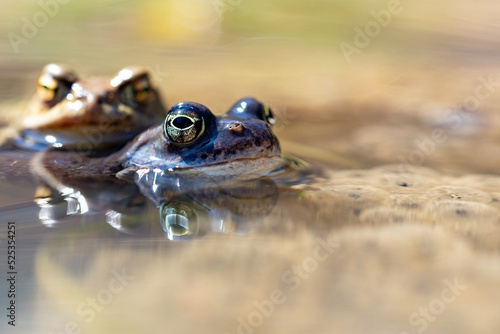 Płazy bezogonowe (Anura), niebieska żaba moczarowa (rana arvalis), skrzek, profil, ostre oko, bokeh (3).