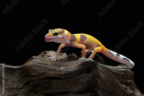 Leopard gecko on the tree bark