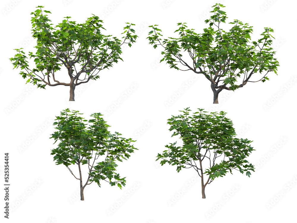 Obraz premium Tree on a transparent background 