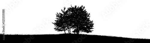 Trees silhouette on white background