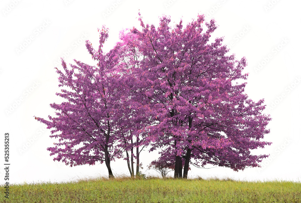 Trees on meadow isolated on white background Trees on meadow isolated on white background