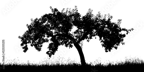 Tree silhouette on white background