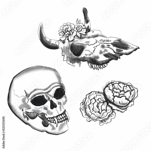 Human skull, cow skull and flowers. Set of black and white elements. Black and white monochrome drawing on a white background. Mystical print. Pencil sketch.