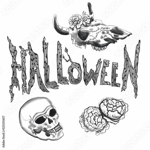 Helluin lettering. Pencil sketch. Mystical print. Illustration on a white background. Human skull, cow skull and flowers. Halloween set.