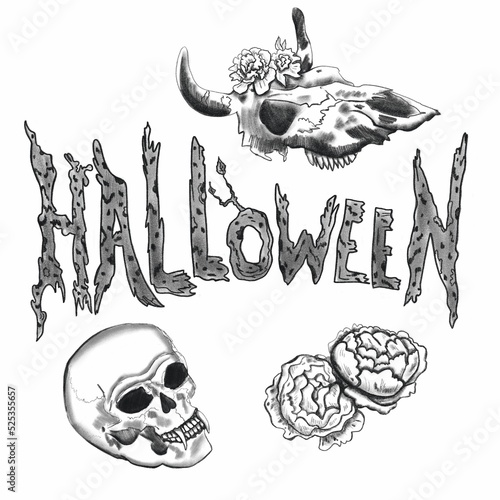 Helluin lettering. Pencil sketch. Mystical print. Illustration on a white background. Human skull, cow skull and flowers. Halloween set. photo