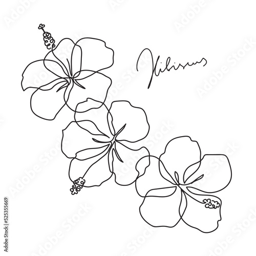 Beautiful hibiscus flower. Line art concept design. Continuous line drawing. Three blooming flowers. Vector illustration © prezent