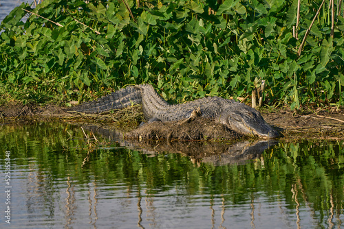 Alligator Sunning By the Waters Edge of Lake Apopka Wildlife Drive in Florida © NewDev4IOS