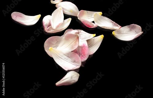 Pink petals of tulip, on black background. Falling flower petals.