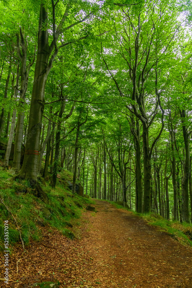 Fototapeta premium foot path in beech forest on hillside