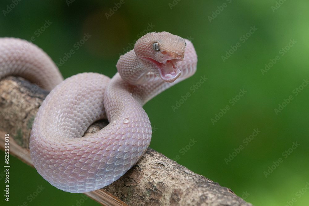 Fototapeta premium close up of angry pink mangrove pit viper Trimeresurus purpureomaculatus 