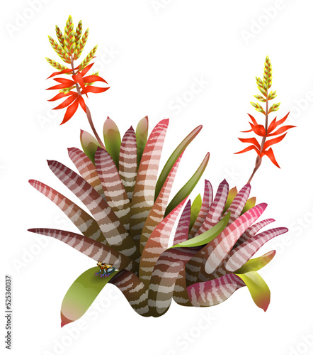 Tank Bromeliad with poison arrow frog vector illustration