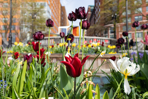Photography Garden of Colorful Tulips during Spring at a Park in Tribeca of New York City