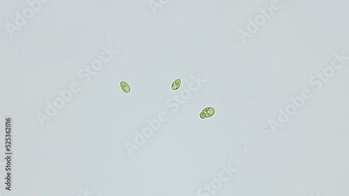 Unicellular algae Dunaliella salina under the microscope, Chlorophyta phylum, Volvocales order. Green in color, they live mainly in salty seas. photo
