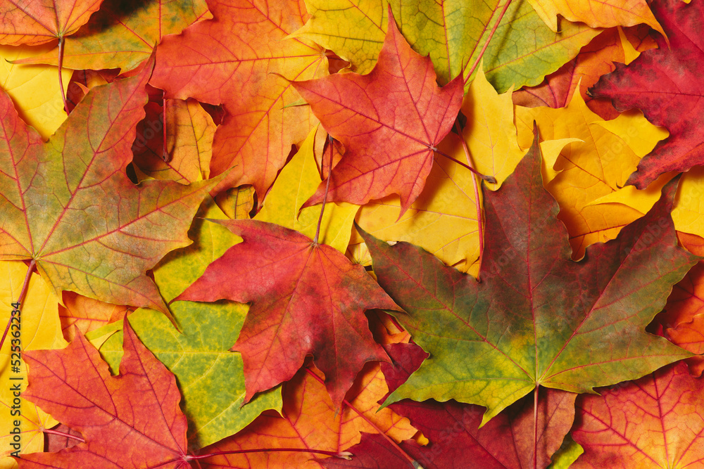 Autumn mood background. Fallen autumn dried leaves background. Colorful, variegated foliage. Flat lay, top view, copy space. Autumn mood background. Fallen autumn dried leaves background. Colorful, variegated foliage. Flat lay, top view, copy space.