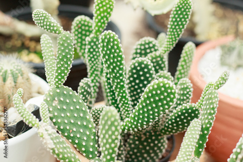 Opuntia microdasys or bunny ears cactus at a plant shop