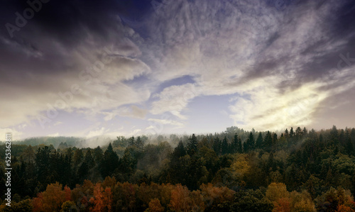 autumnal forest - foggy dark forest