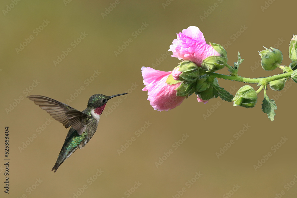 Naklejka premium Male Hummingbird approaching pink hollyhock in bright sun