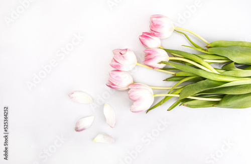 Bunch of pink tulips, isolated. Bouquet of light pastel color flowers and petals on white background, horizontal view. © JacZia