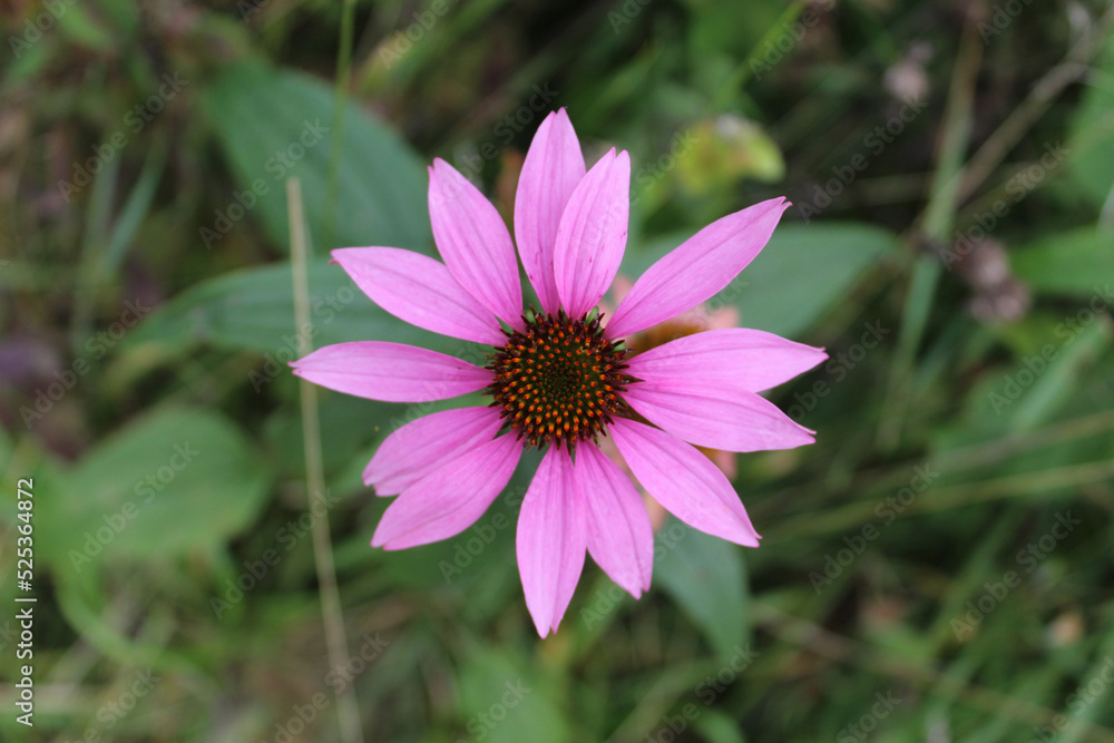 Pale purple coneflower at Blackwell Forest Preserve in Warrenville, Illinois Pale purple coneflower at Blackwell Forest Preserve in Warrenville, Illinois