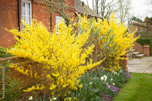 Obraz na plátně Forsythia plant flowering in a UK garden in spring