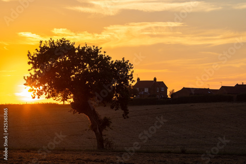 Tree silhouette landscape at sunset on farmland in Martham Norfolk UK photo