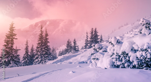 Scenic image of fairy-tale woodland in winter. Snow-cowered pine trees under sunlit. Fantastic Frosty Morning in the Wintry Forest. Impressive picture of wild area. Winter Landscape during sunset