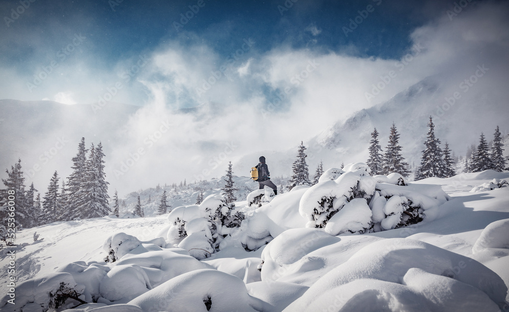 Scenic image in mountains at morning light. Wonderful nature scenery in winter. Amazing wintry landscape with snowcowered pine trees and mountains on background. alone hiker in the wintry nature