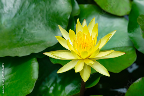 Fototapeta Naklejka Na Ścianę i Meble -  Beautiful yellow lotus flower or waterlily blooming in a pond with green leaves in the background.