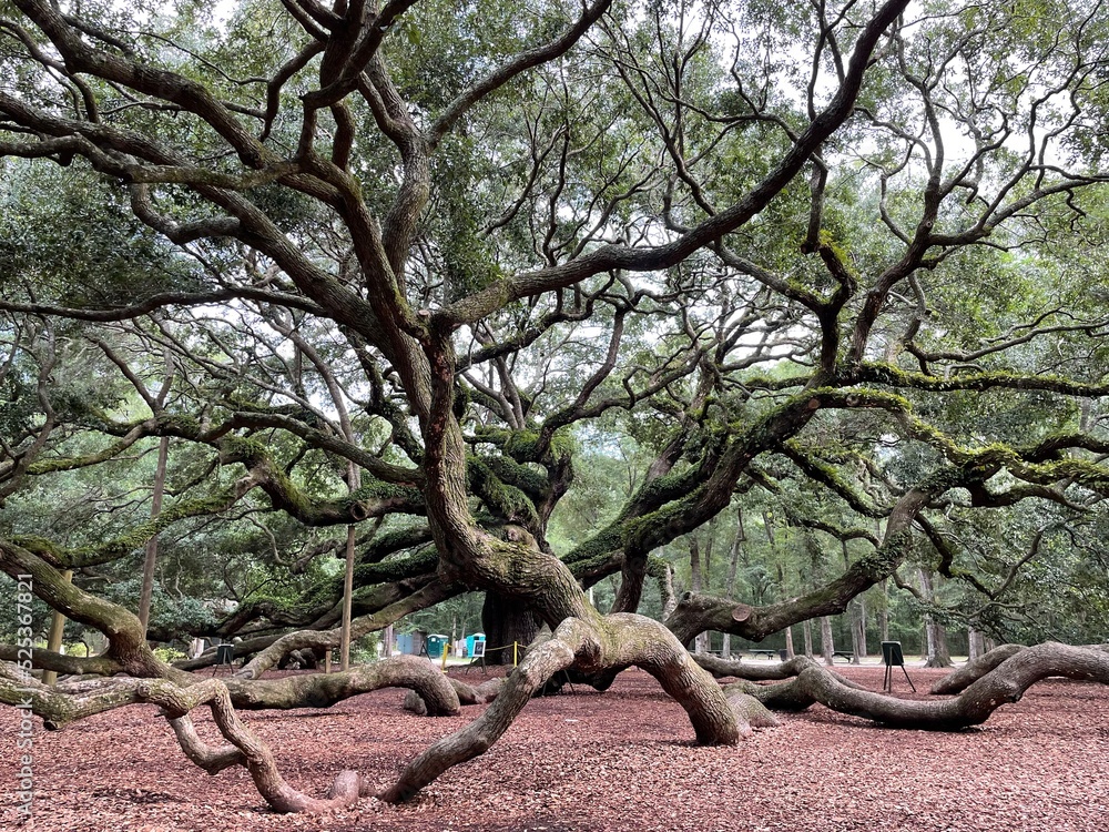 old oak tree old oak tree