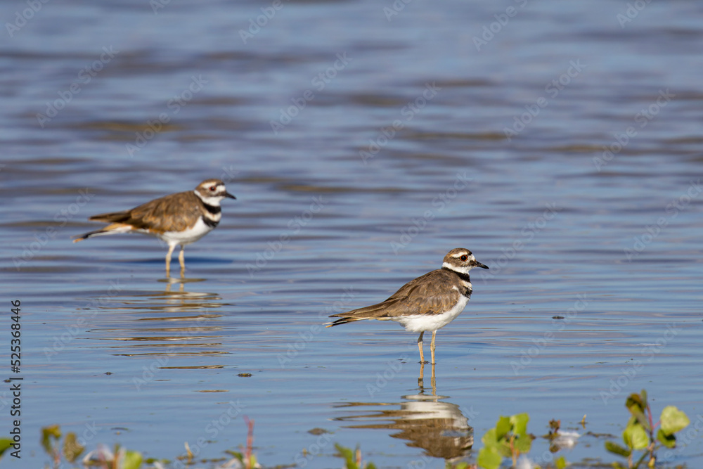 Killdeer Killdeer