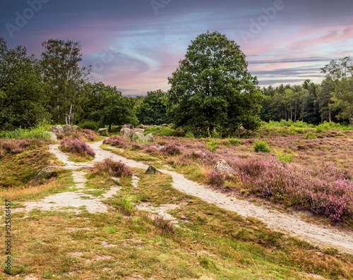 Wanderweg in einer Heidelandschaft photo