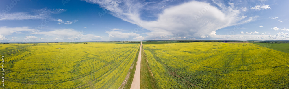 Agriculture landscape with straight country road surrounded by yellow fields of canola, blue sky and white to grey clouds. Panorama.
