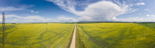 Agriculture landscape with straight country road surrounded by yellow fields of canola, blue sky and white to grey clouds. Panorama. 